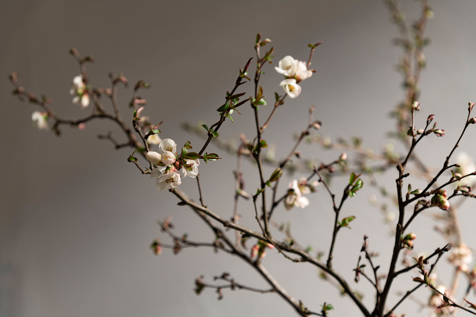  Step | Visual Studio 